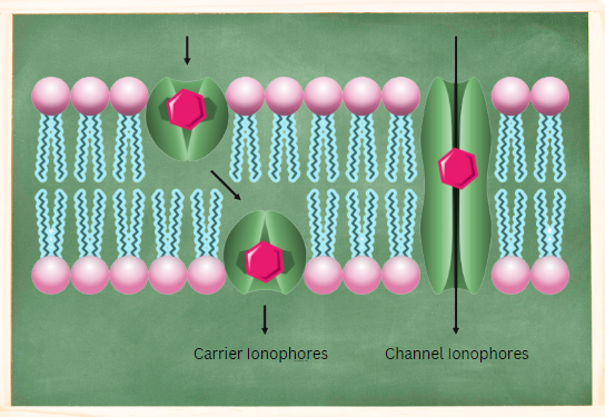 Ionophores